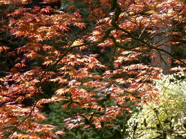 Bois des Moutiers (30) Mai 2012